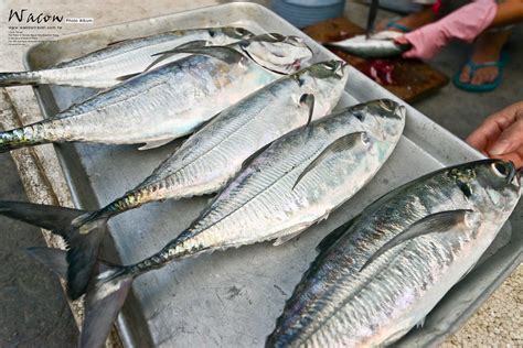 鐵甲 魚|大甲鰺